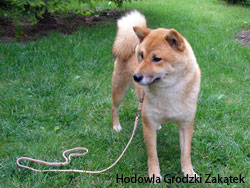 mądre japońskie psy shiba